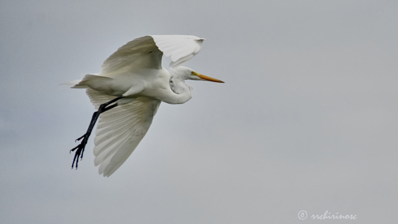 Great egret