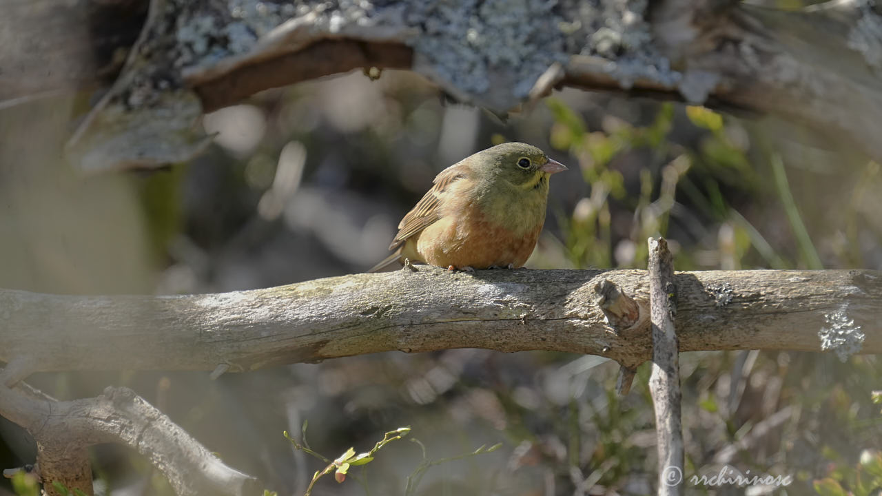 Ortolan bunting