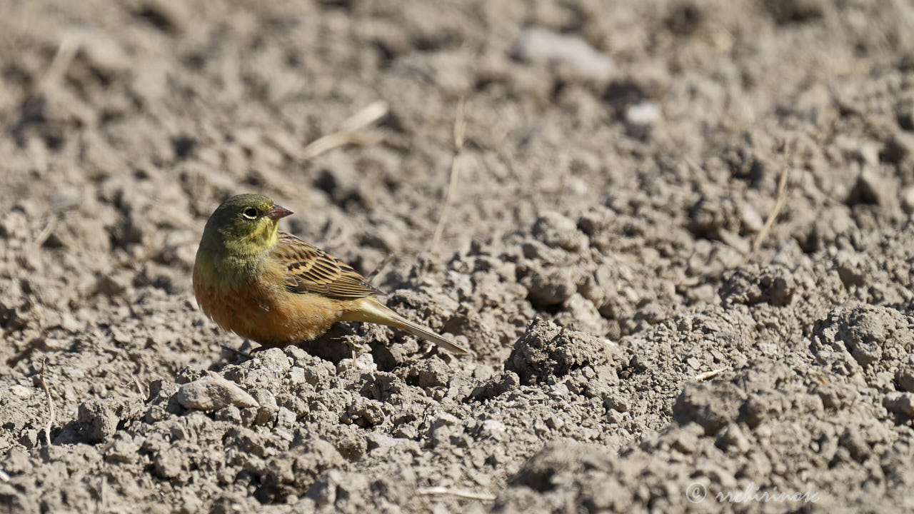 Ortolan bunting