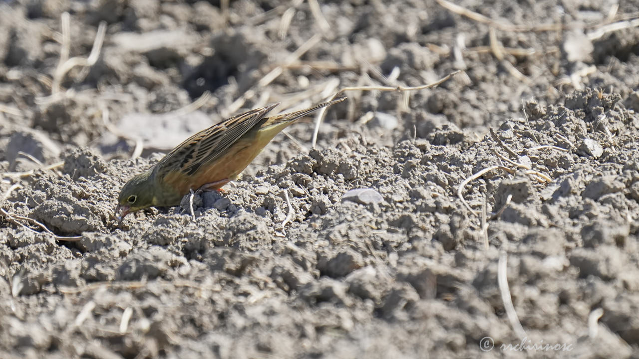 Ortolan bunting