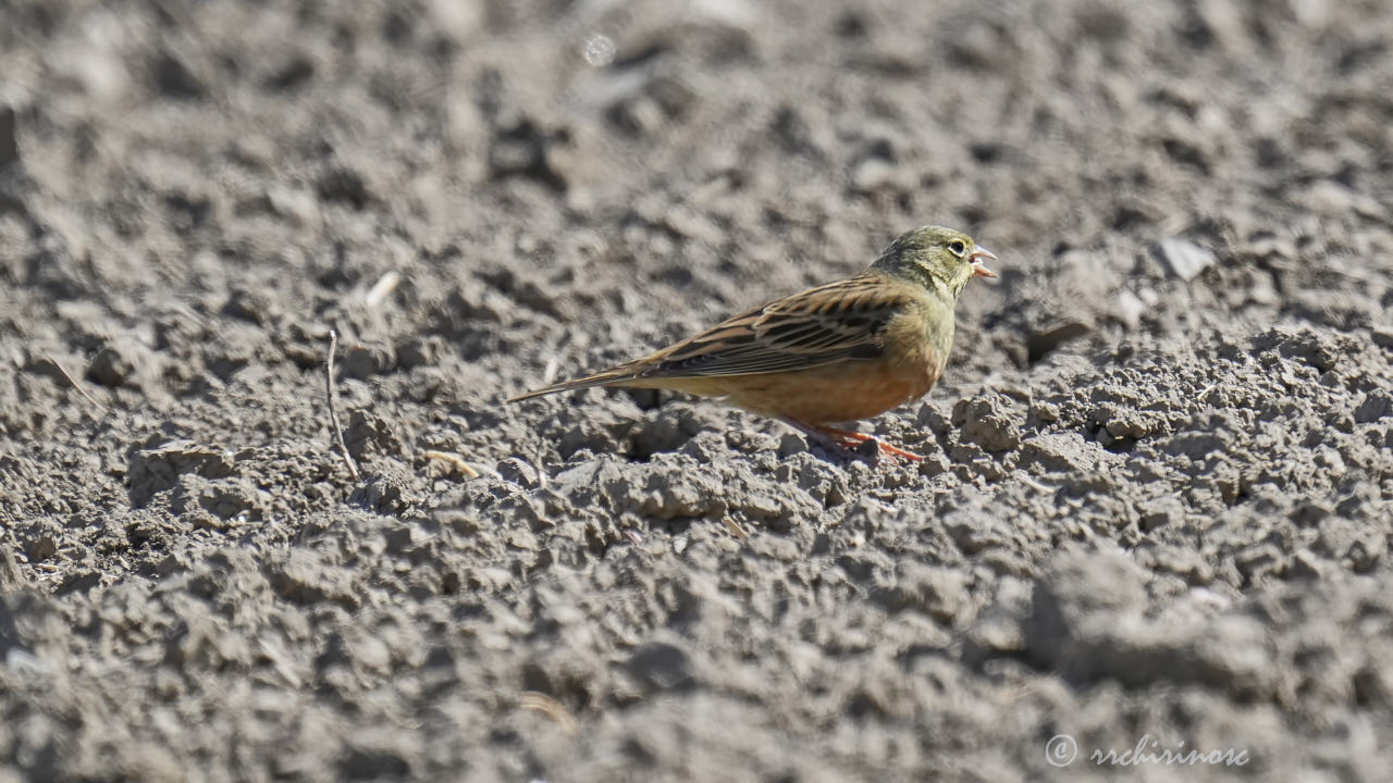 Ortolan bunting