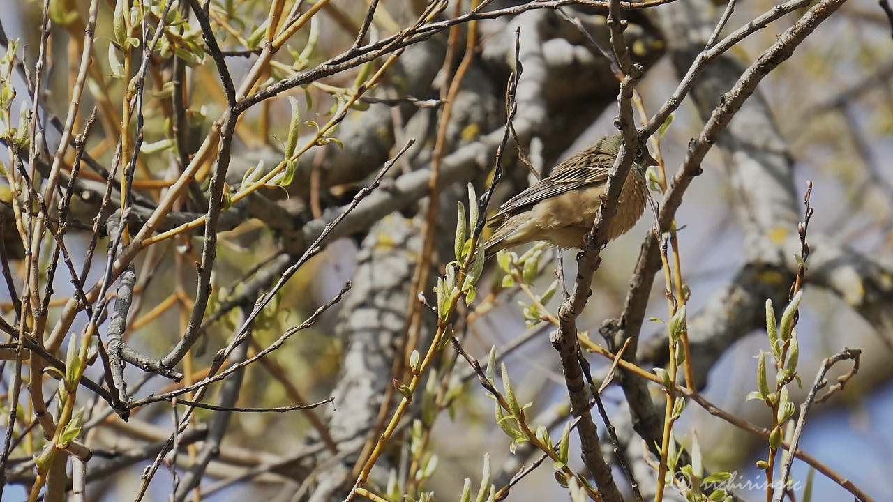 Ortolan bunting