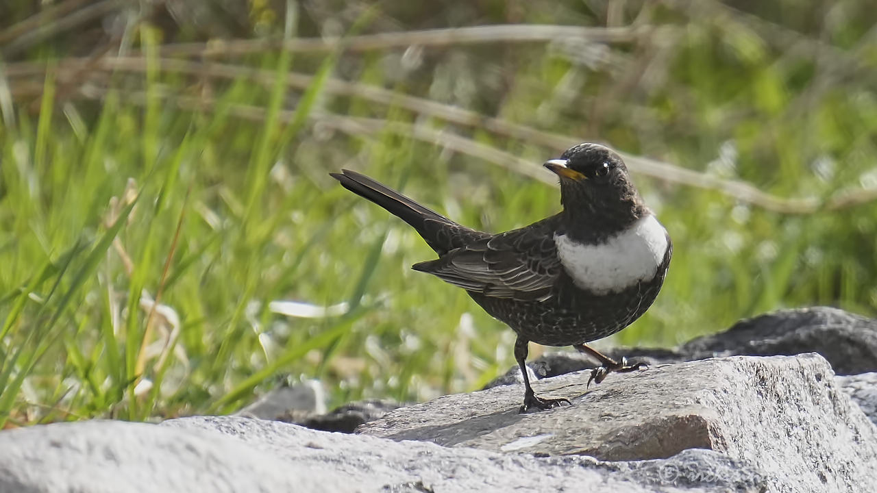 Ring ouzel