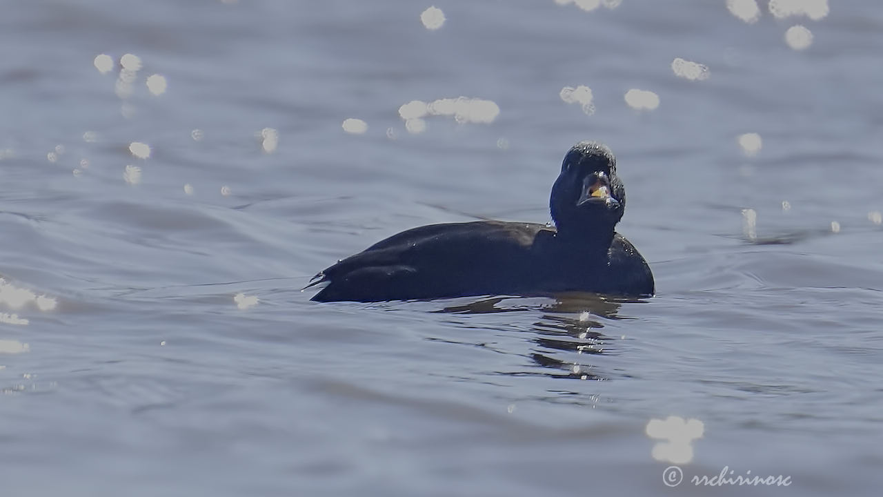 Common scoter