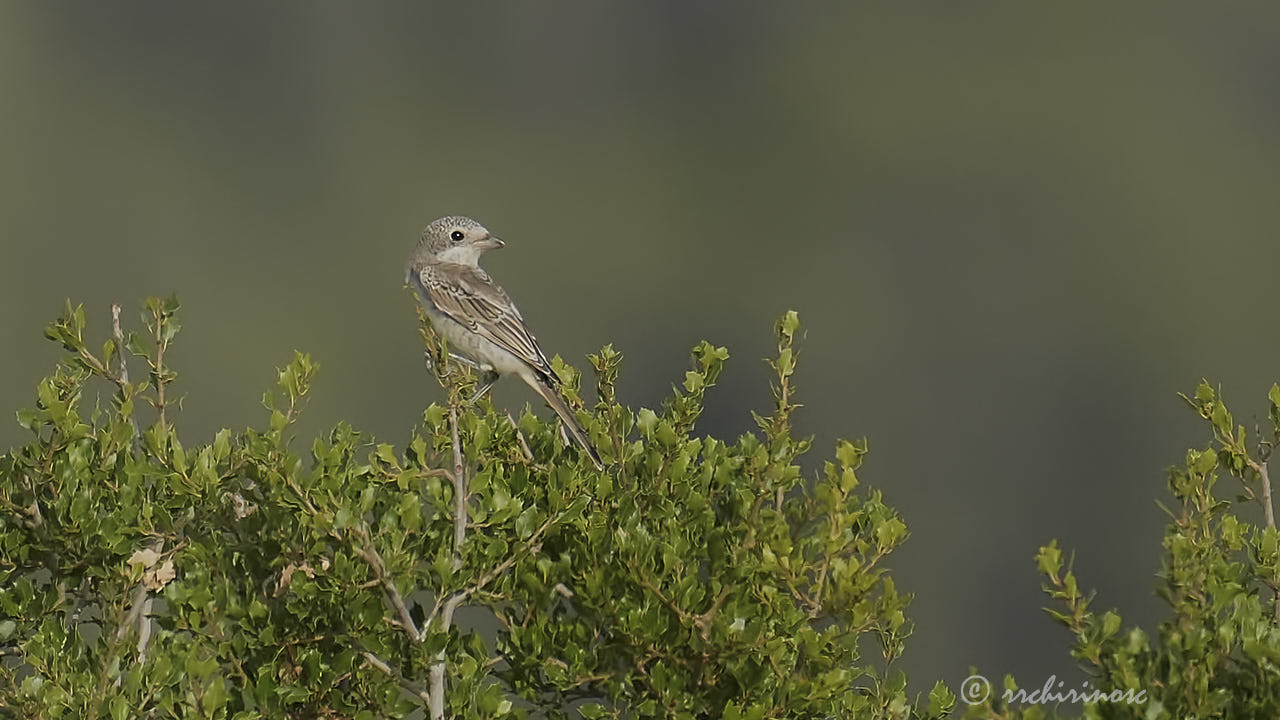 Woodchat shrike