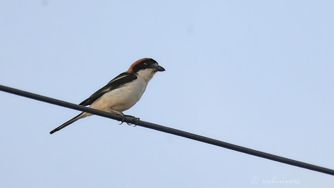 Woodchat shrike