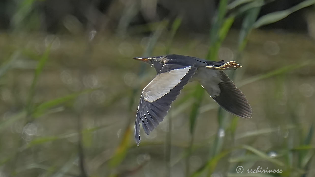 Little bittern