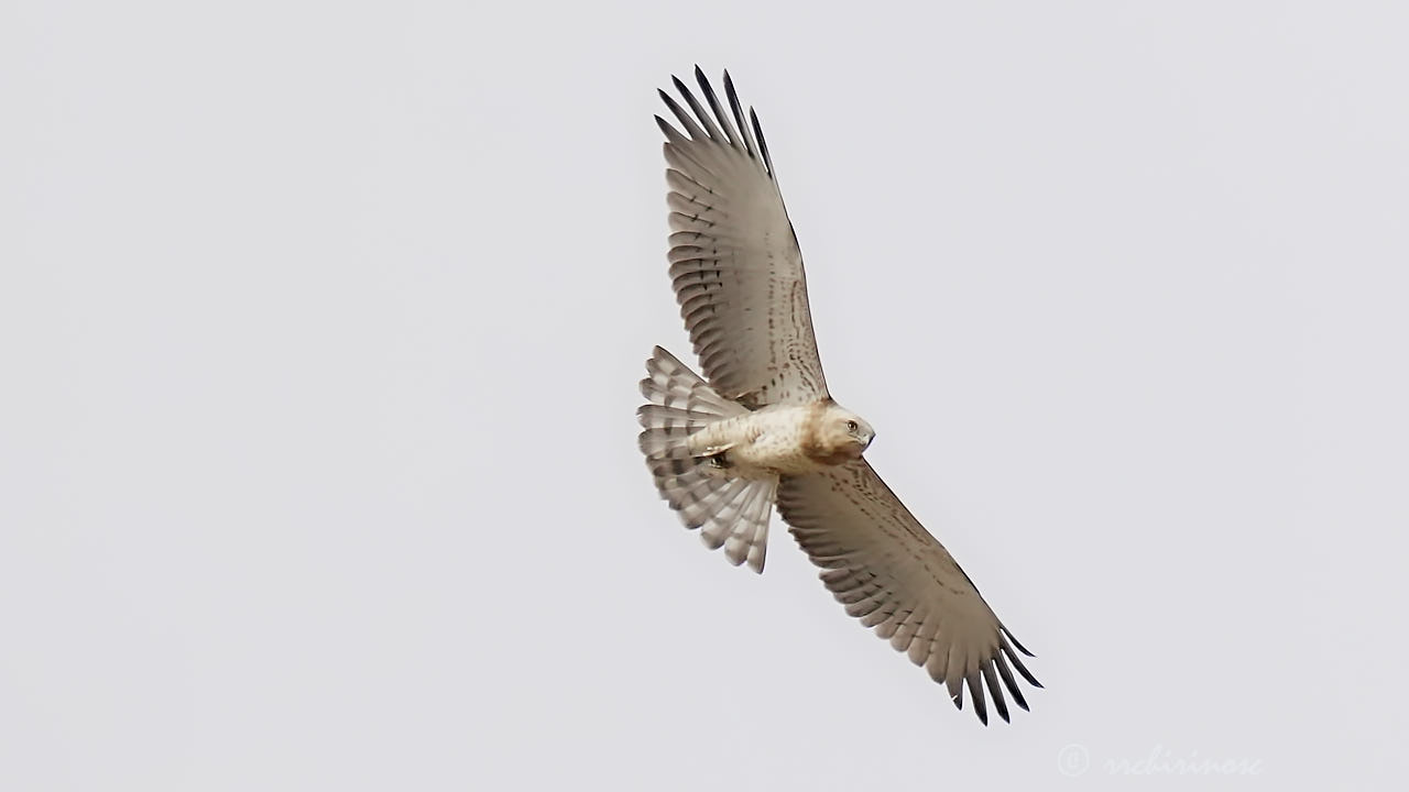 Short-toed snake eagle