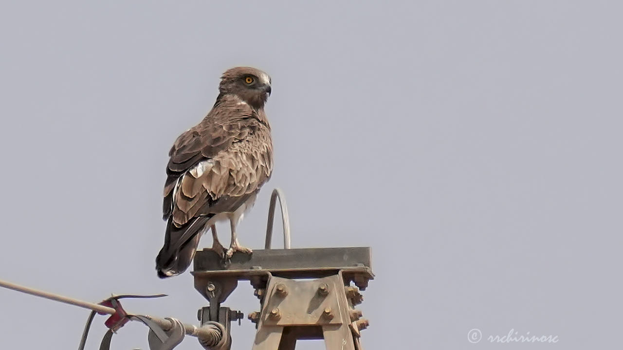 Short-toed snake eagle