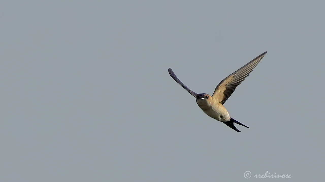 European red-rumped swallow