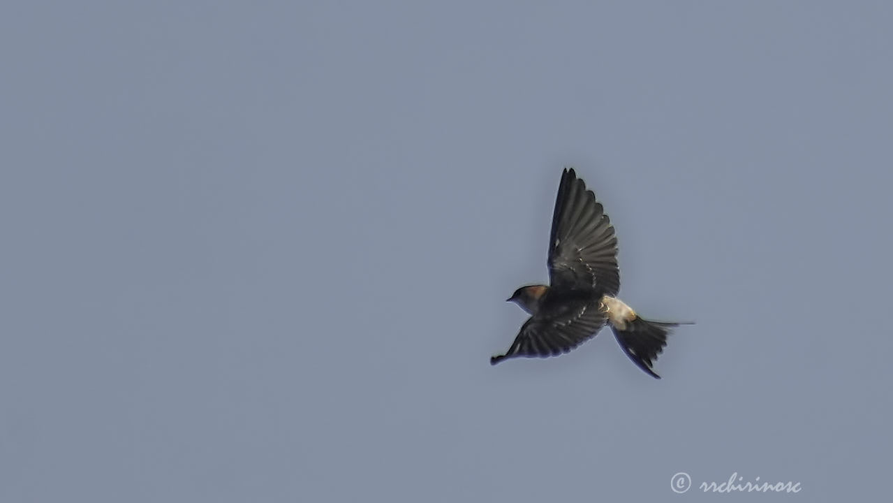European red-rumped swallow