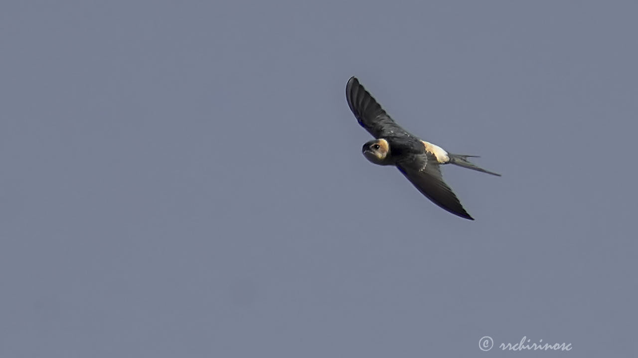 European red-rumped swallow