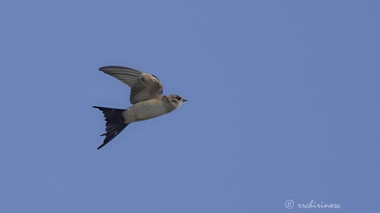 European red-rumped swallow