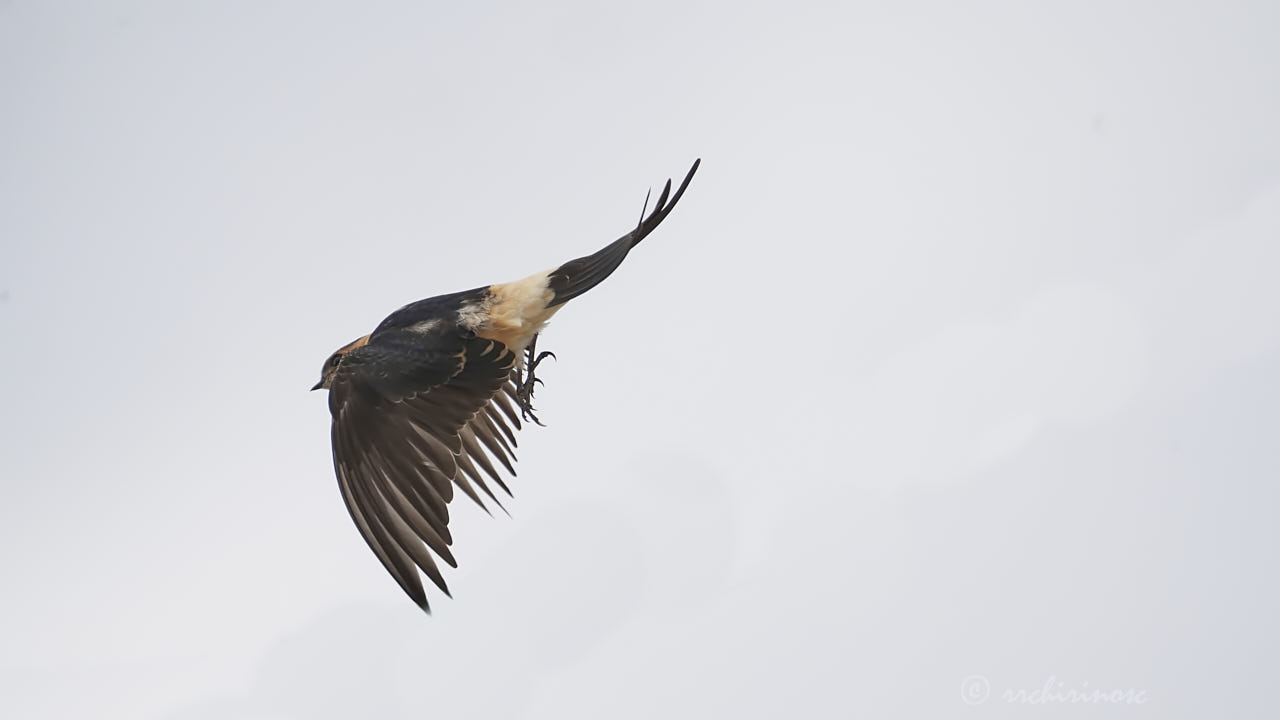 European red-rumped swallow