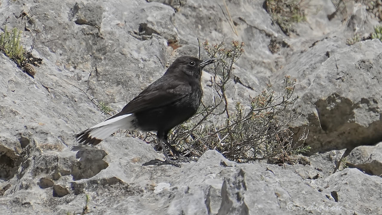 Black wheatear