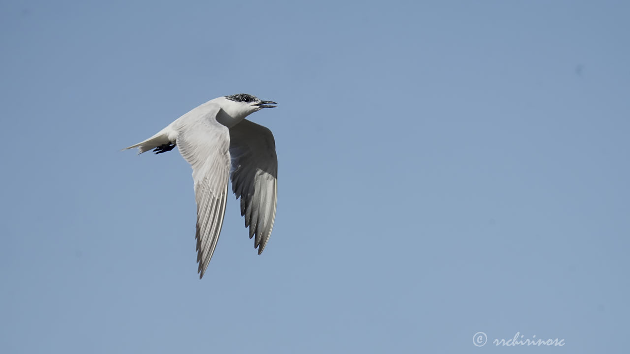 Gull-billed tern