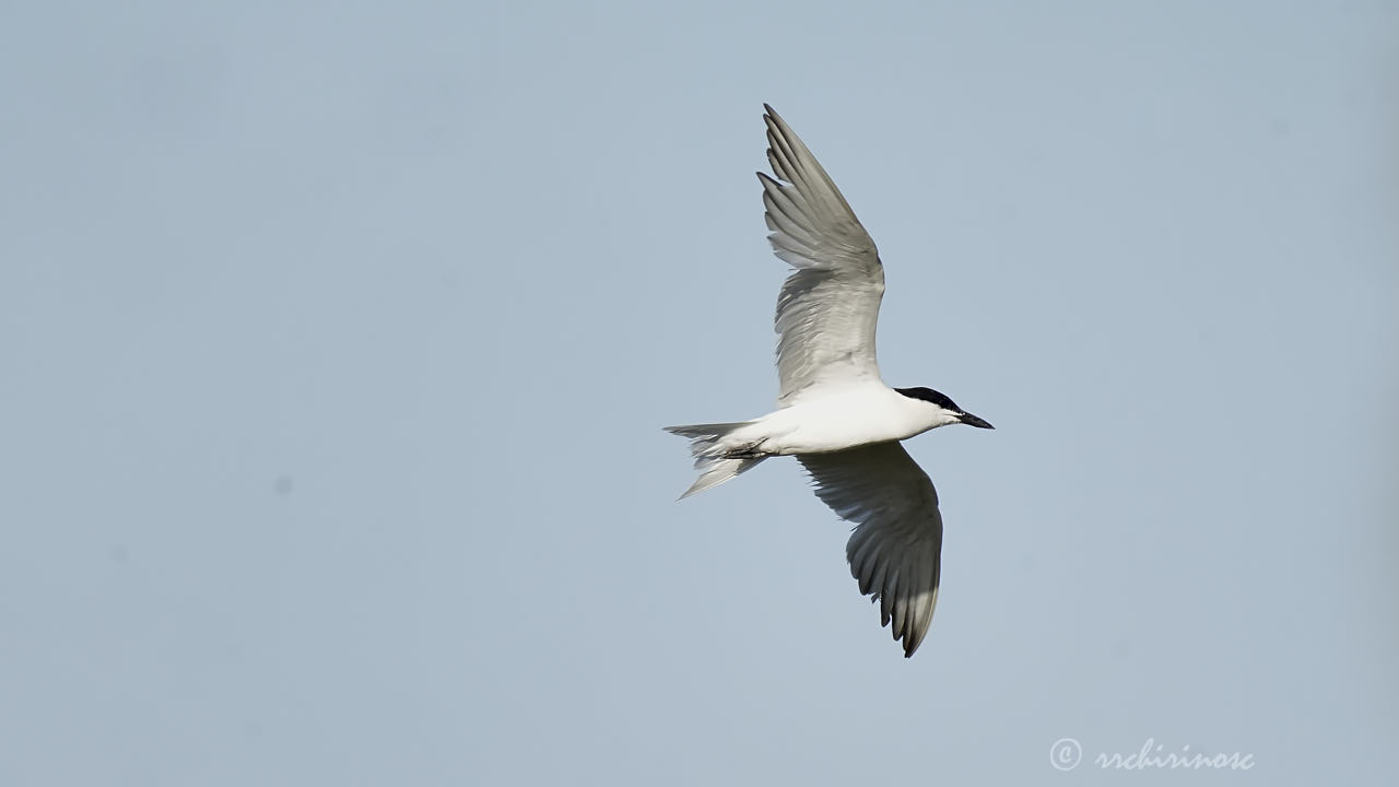 Gull-billed tern