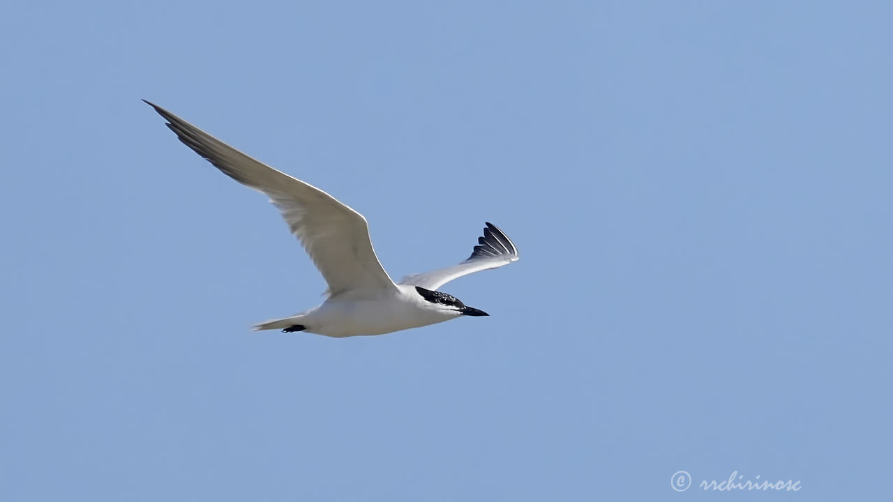 Gull-billed tern