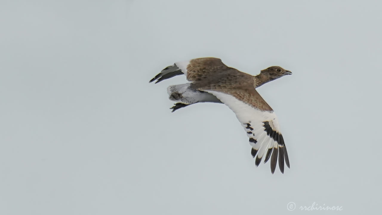 Little bustard