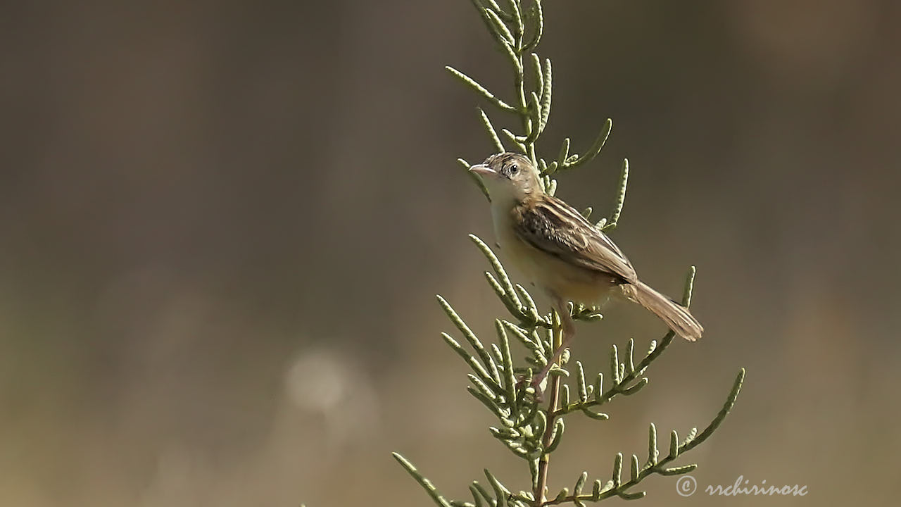 Zitting cisticola