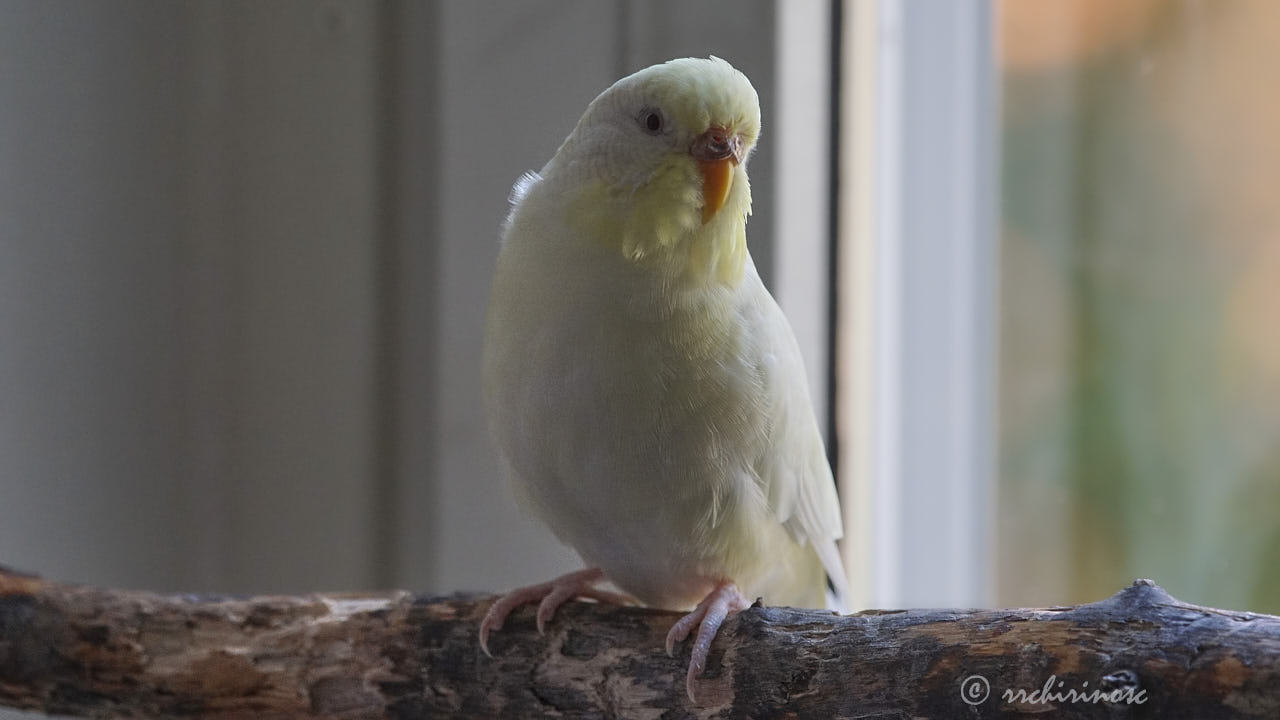 Budgerigar