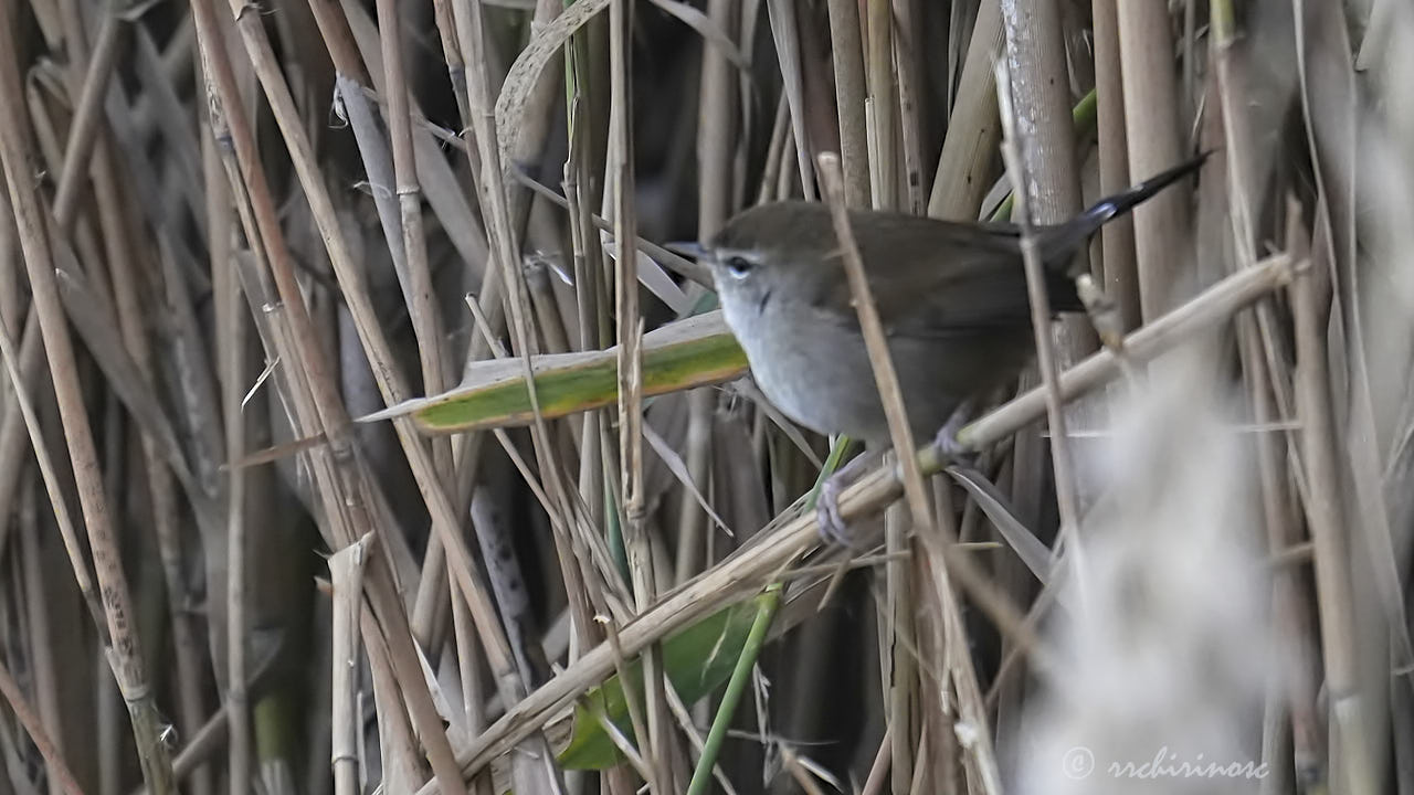 Cetti's warbler