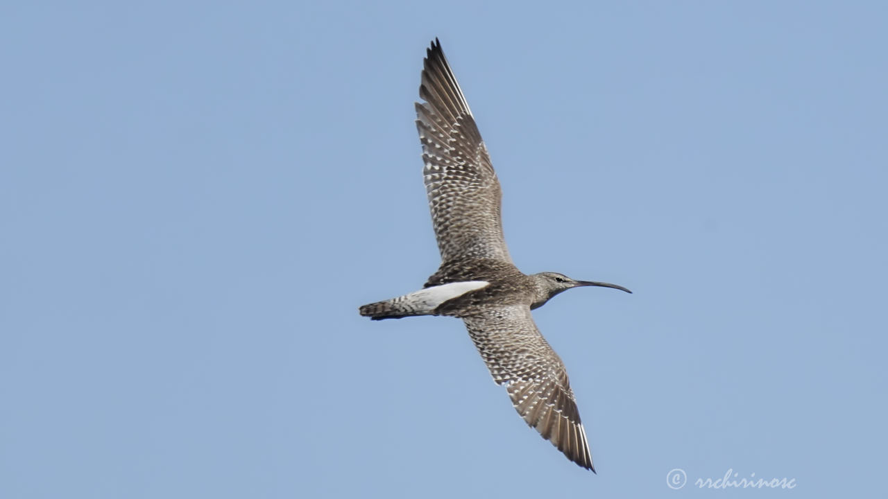 Eurasian whimbrel