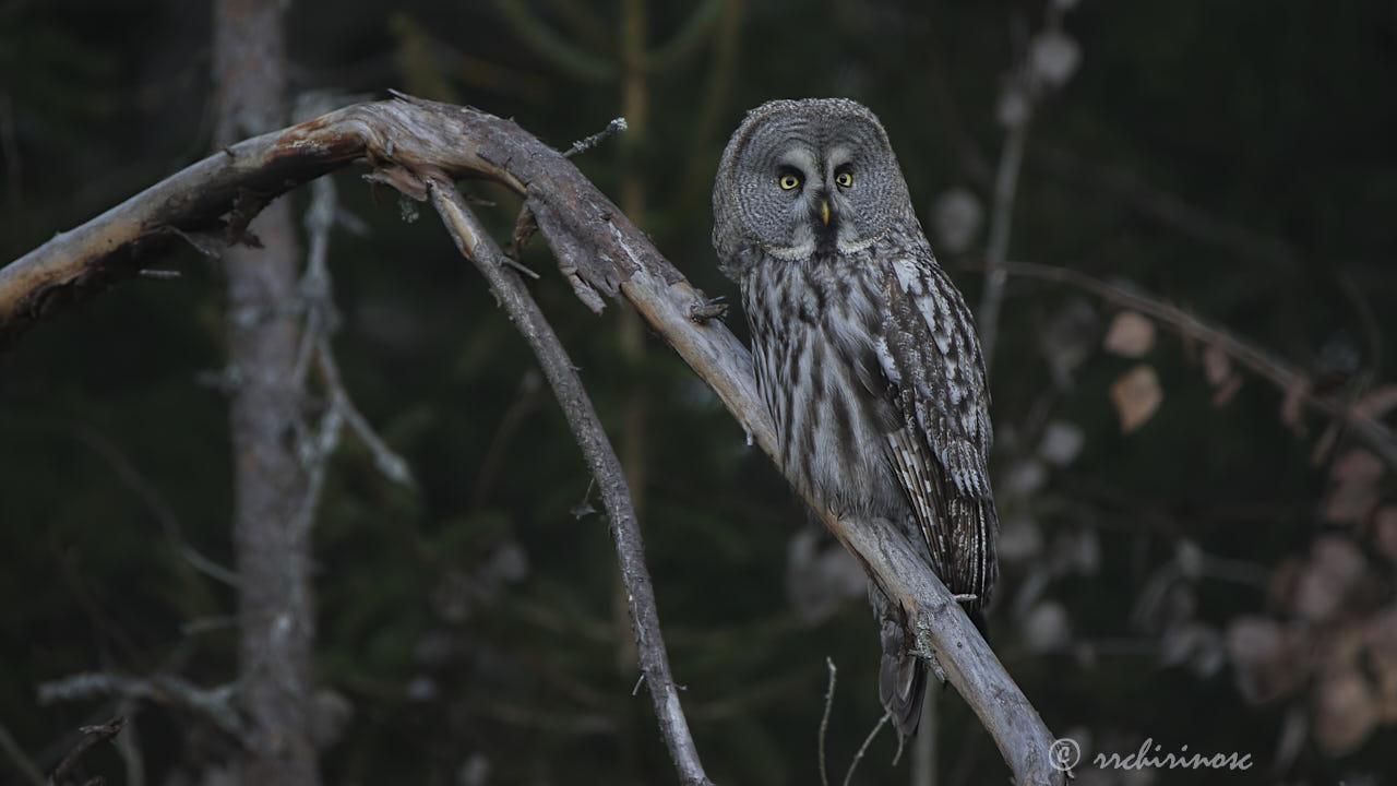 Great grey owl