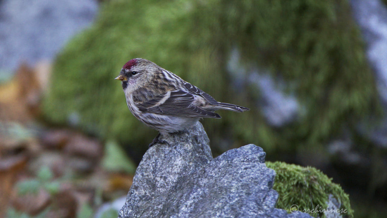Arctic redpoll