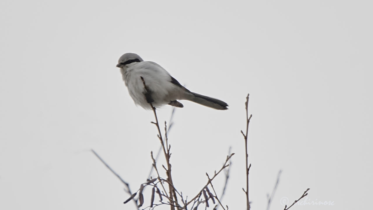 Great grey shrike