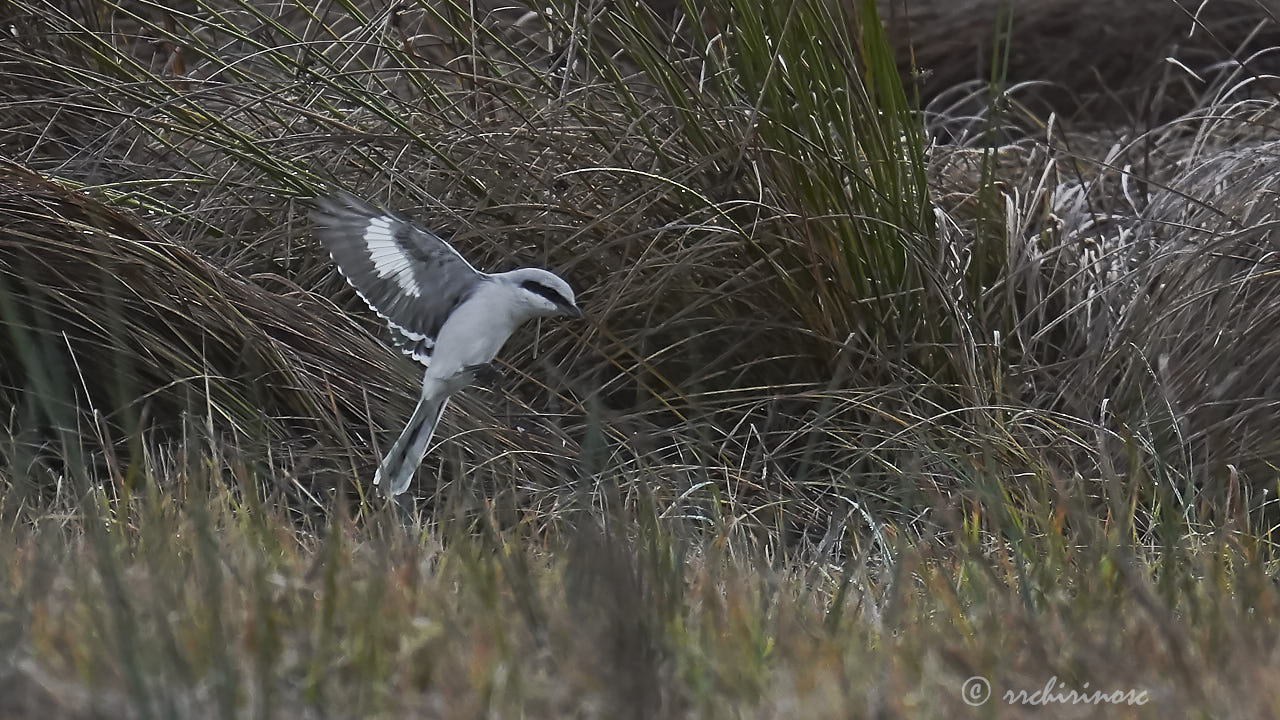 Great grey shrike