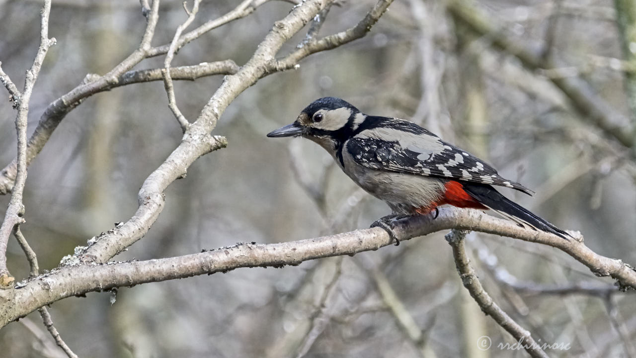 Great spotted woodpecker