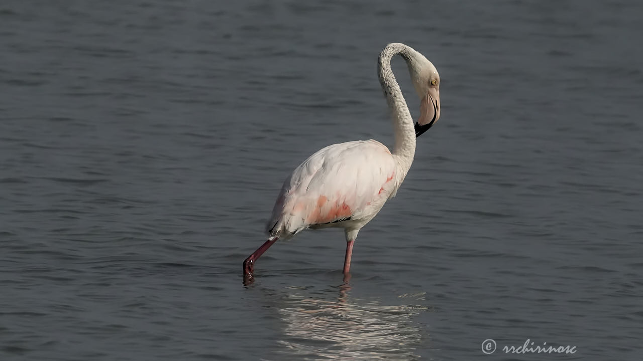 Greater flamingo