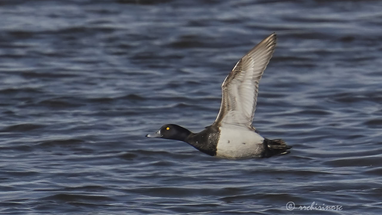Greater scaup