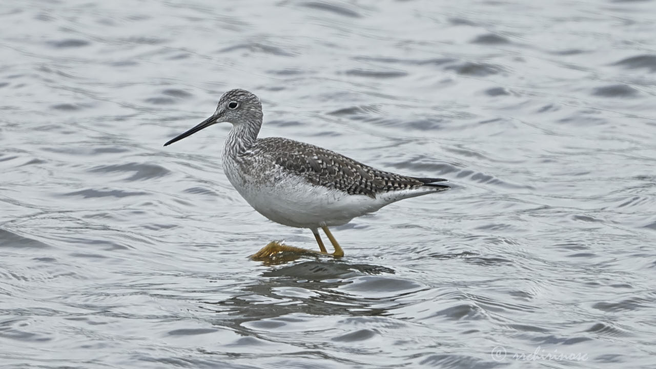 Greater yellowlegs
