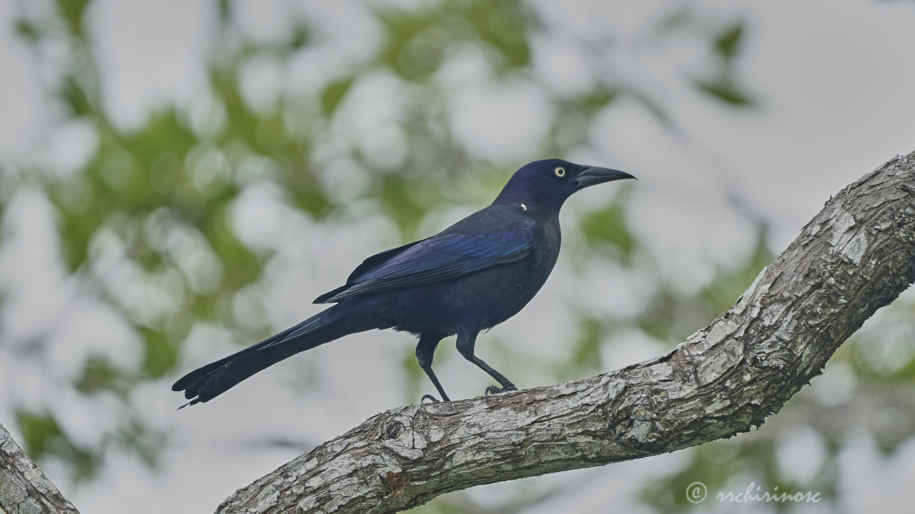 Great-tailed grackle