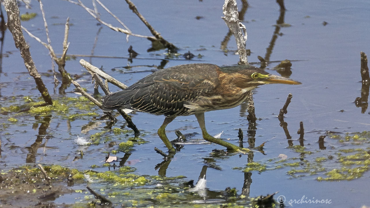 Green heron