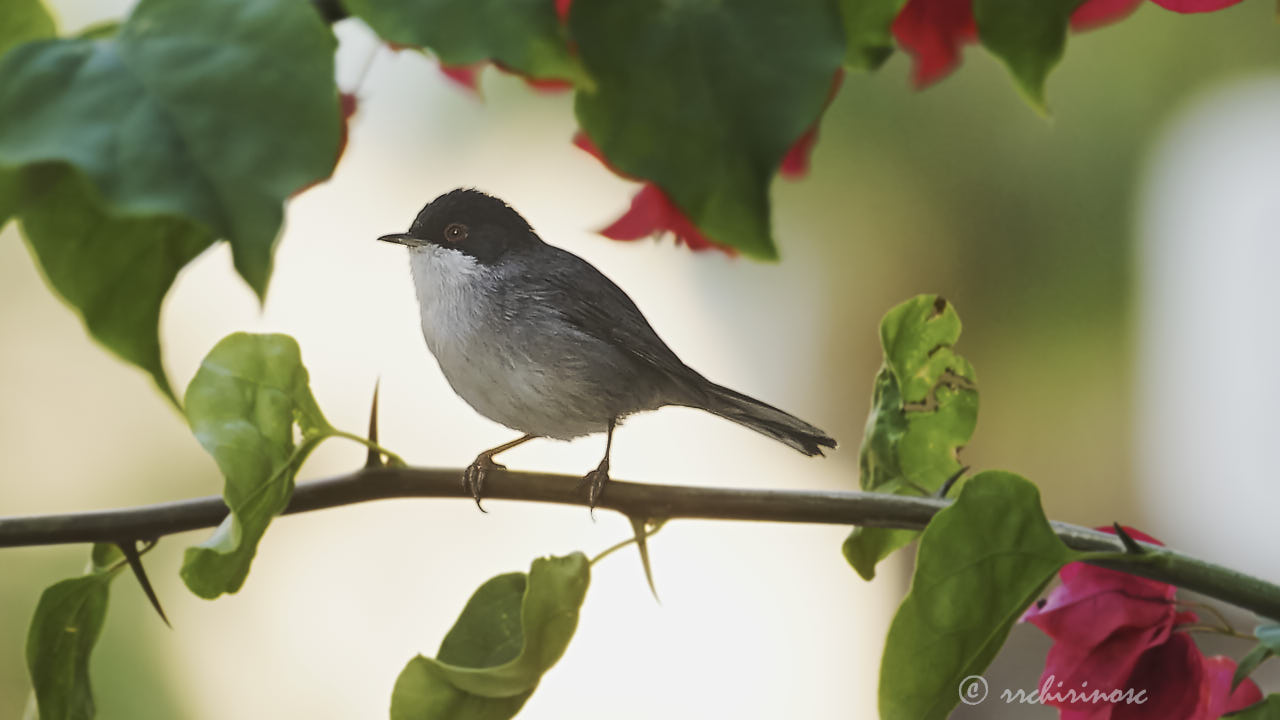 Sardinian warbler