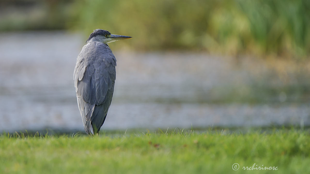 Grey heron