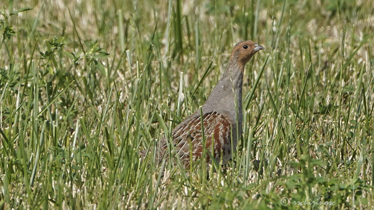Grey partridge