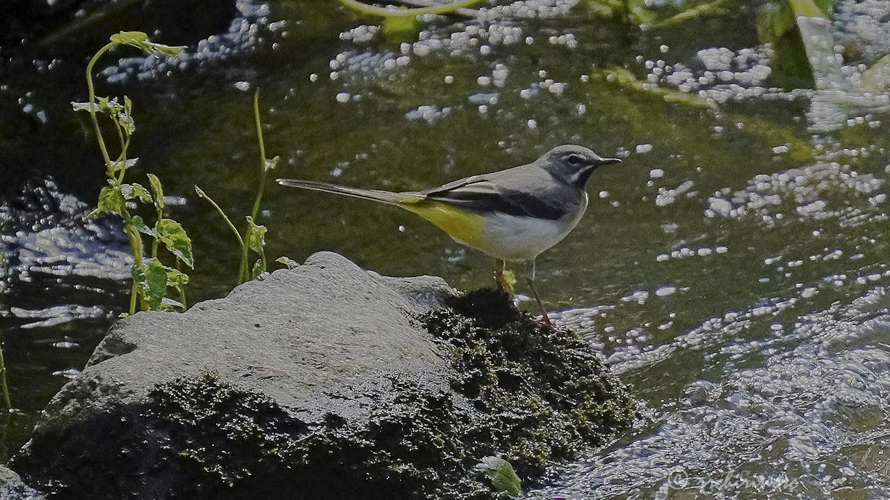 Grey wagtail