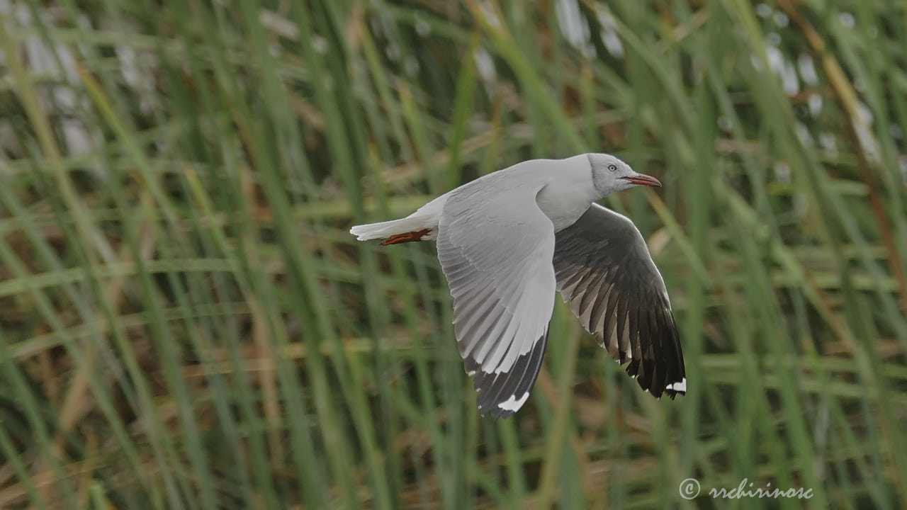 Grey-headed gull