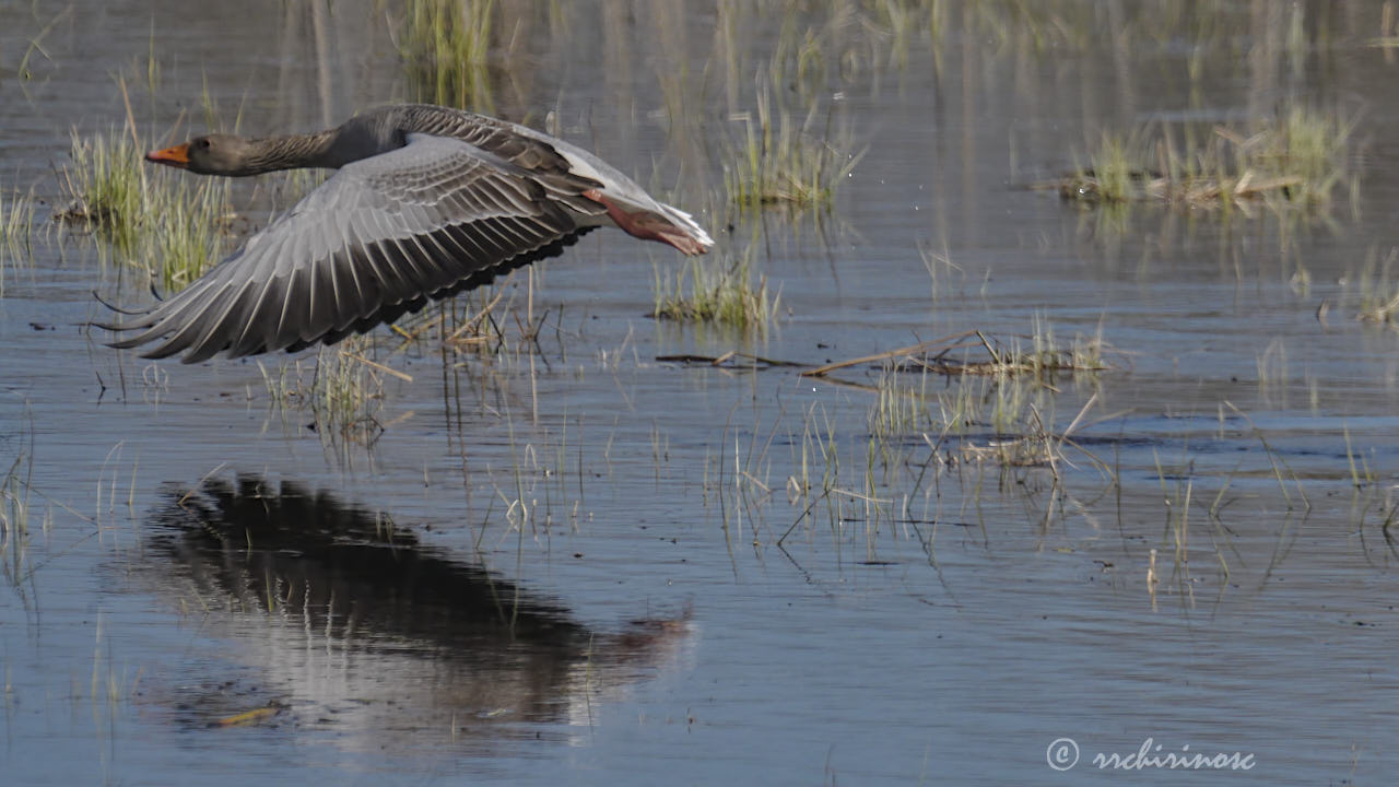 Greylag goose