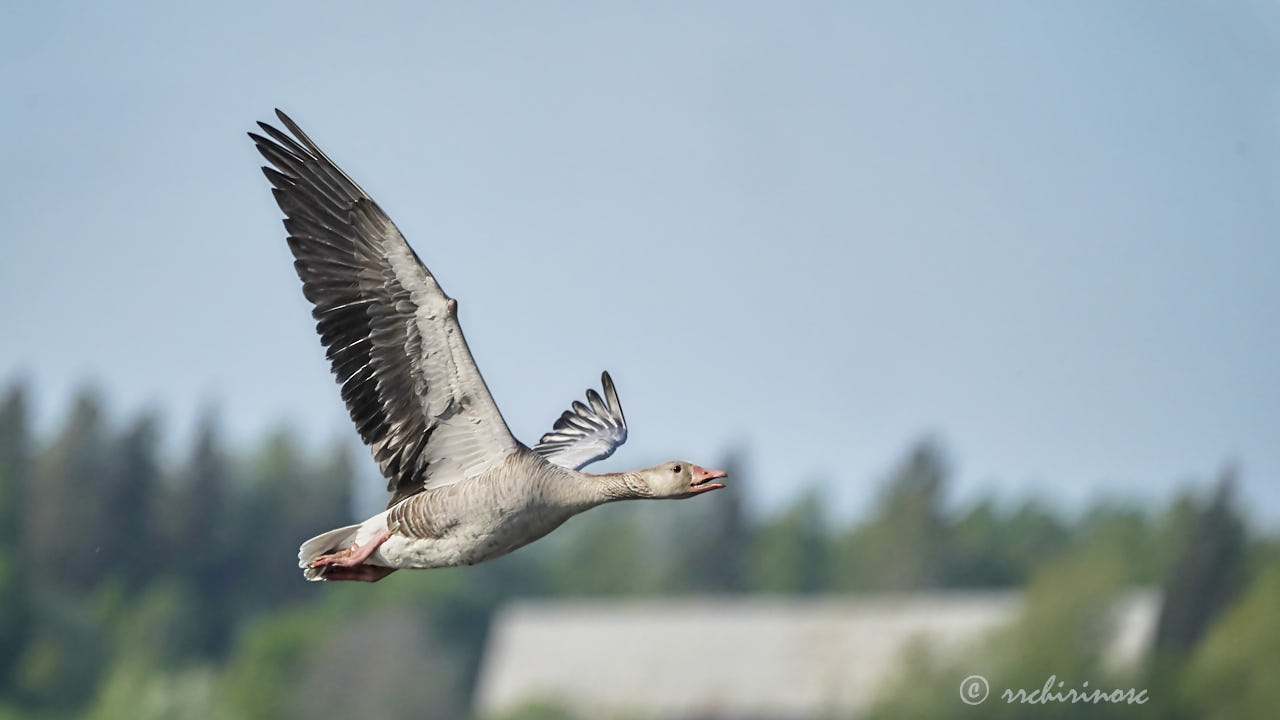 Greylag goose