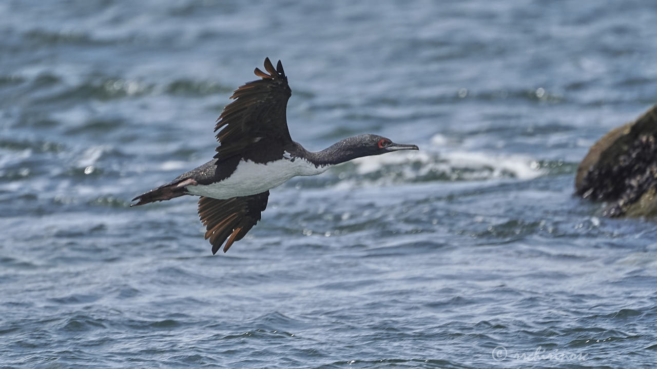 Guanay cormorant