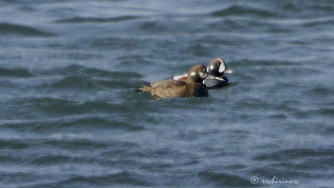 Harlequin duck