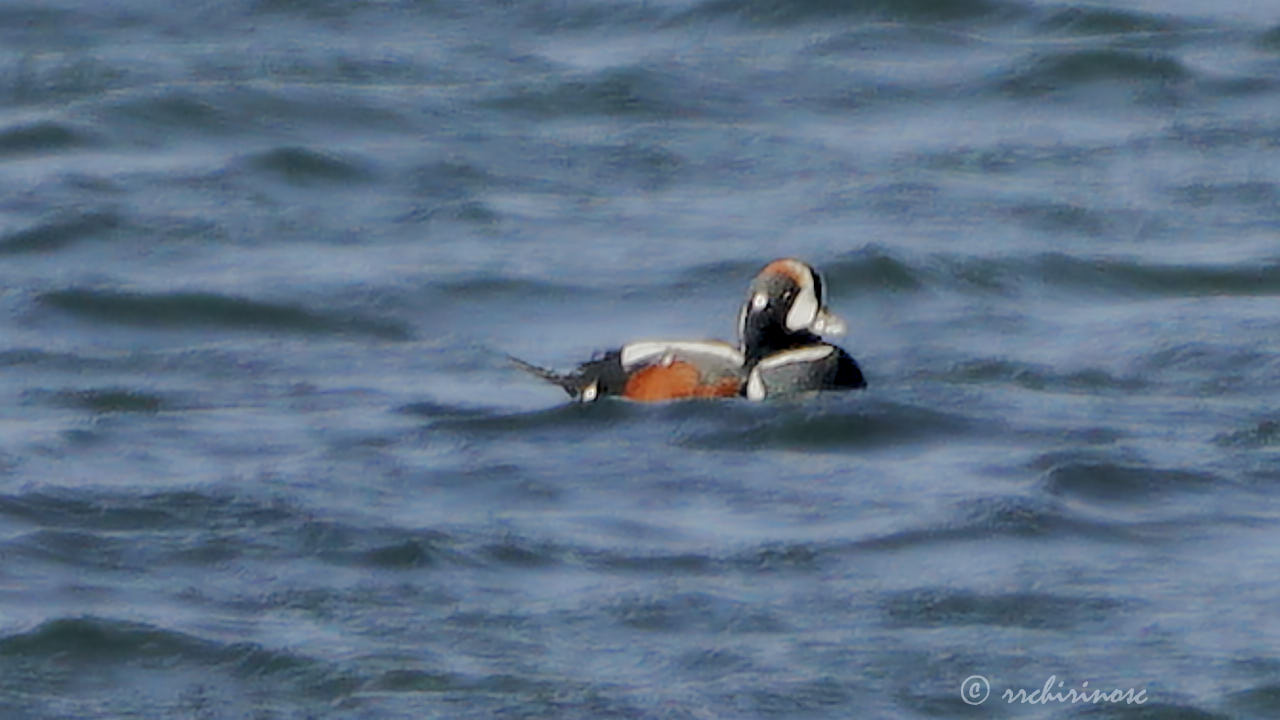 Harlequin duck