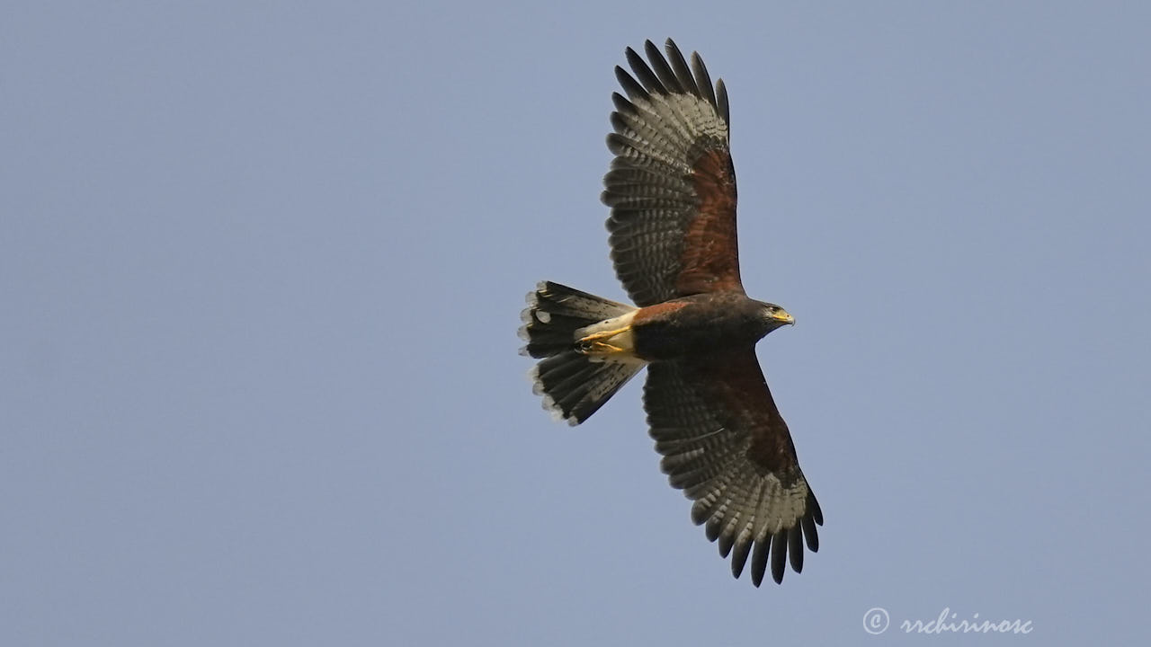 Harris's hawk