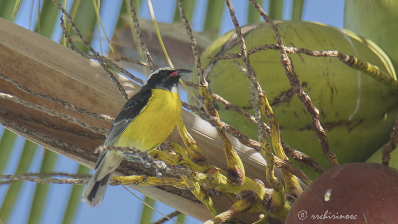 Bananaquit