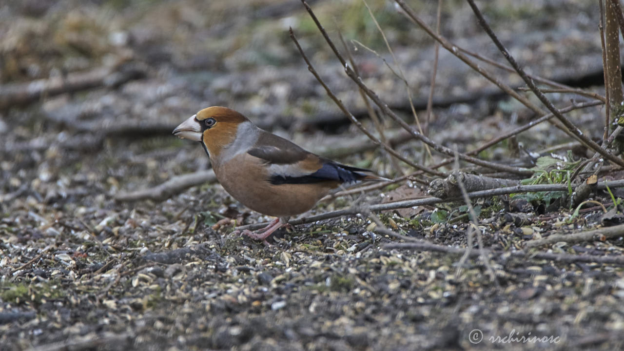 Hawfinch